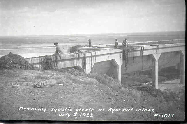 Seaweed where you'd least expect to find it!